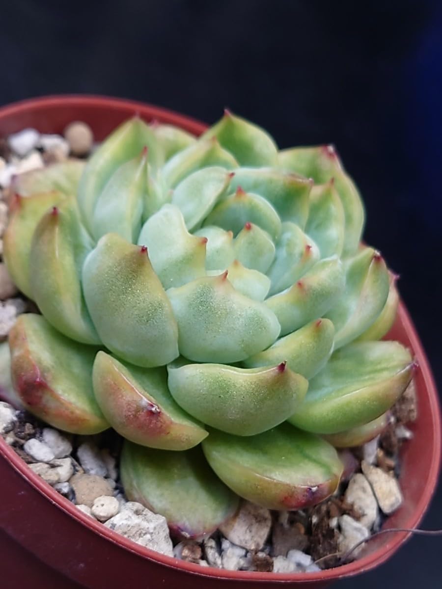 Amazon.co.jp: 多肉植物 韓国苗 アイスエイジ錦 : DIY・工具・ガーデン